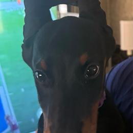 Light Pink Collar Female - Black and rust female Doberman Pinscher puppy in Bargersville, Indiana from Webb’s House of Doberman LLC