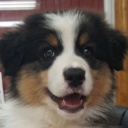 Australian Shepherds from Big Screen Aussies