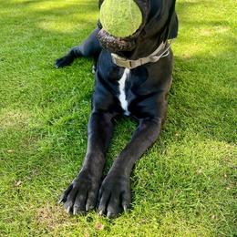 Boerboel All Grown Up from Cascade Boerboels