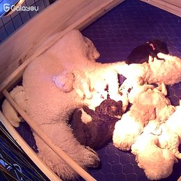 Poodle Puppies from Triangle Standards