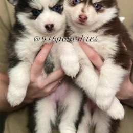 Pomsky Puppies from 916 Pomskies