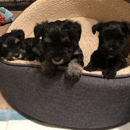 Miniature Schnauzer Puppies from Parsons’ Kennels