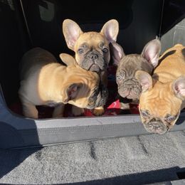 French Bulldog Puppies from Carter’s Kennel