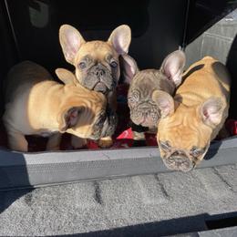 French Bulldog Puppies from Carter’s Kennel