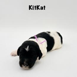 KitKat - Phantom female Goldendoodle puppy in Milford, Pennsylvania from Doodles Are Golden
