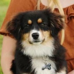 Denali - Miniature American Shepherd