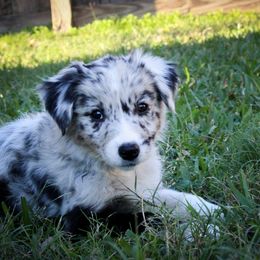 Australian Shepherd Puppies from Forte Australian Shepherds & Co.