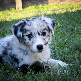 Australian Shepherd Puppies from Forte Australian Shepherds & Co.