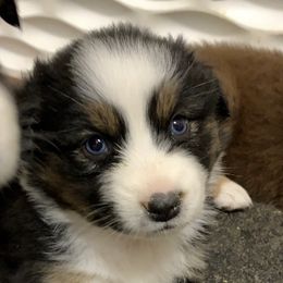 Miniature Australian Shepherd Puppies from River Valley Aussies