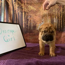 Girl 1 - Red Chinese Shar-Pei puppy in Elkin, North Carolina from Martini Shar-Pei