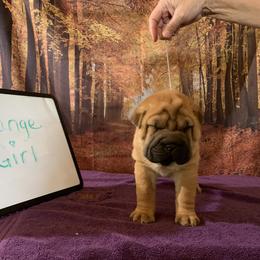 Girl 1 - Red Chinese Shar-Pei puppy in Elkin, North Carolina from Martini Shar-Pei