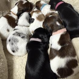 Dachshund puppies from Gillian’s Darling’ Doxies