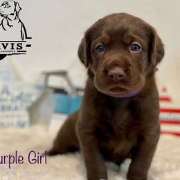 Labrador Retriever Puppies from Travis’ Chocolate Labradors