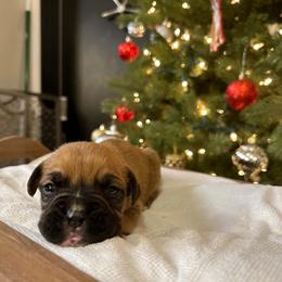 Boxer Puppies from Triple W Boxers