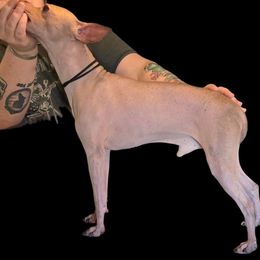Shorty - American Hairless Terrier
