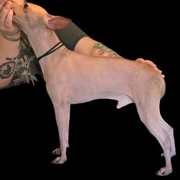 Shorty - American Hairless Terrier