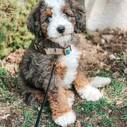 Bernedoodle, Cavapoo, Goldendoodle, and Poodle Puppies from Wasatch Pup