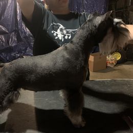 Ivy - Miniature Schnauzer