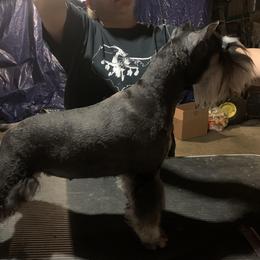 Ivy - Miniature Schnauzer