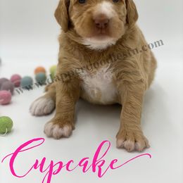 Goldendoodle Puppies from Dapper Doodles of Tennessee