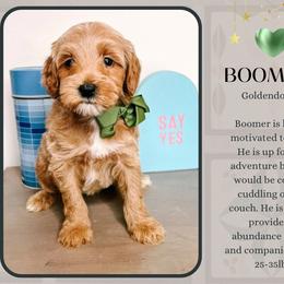 Boomer - Red  male Goldendoodle puppy in Hilton, New York from The House of Goldendoodle