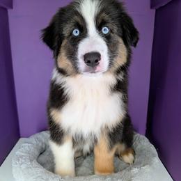 RIVER (Quinn4Boy4) BTM,NBT,AKC,OFAs,Genetics - Black tri-color male Australian Shepherd puppy in South Hill, Virginia from Silverside Aussies LLC