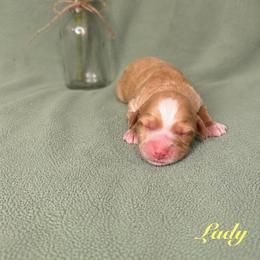 Lady - Caramel red female Australian Labradoodle puppy in Ponchatoula, Louisiana from Cajun Land Doodles