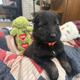Mr Orange - Sable male German Shepherd puppy in Berlin, Wisconsin from Gypsy Miracle Kennels