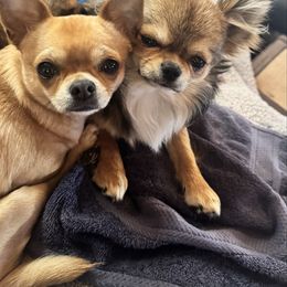 Bcbg n mc atlas - Chihuahua