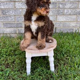 Sienna - Brown female Bernedoodle puppy in Spring, Texas from At The Cross Kennel