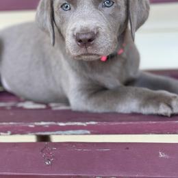 Dilute Retriever Puppies from Virdin’s Silver Labs