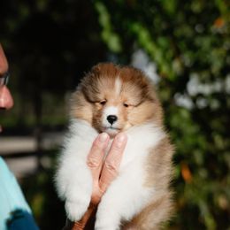 Lilly - Sable and white female Shetland Sheepdog puppy in Weeki Wachee, Florida from Cathance Shetland Sheepdogs