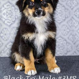 Australian Shepherd and Miniature Australian Shepherd Puppies from 3Laussies