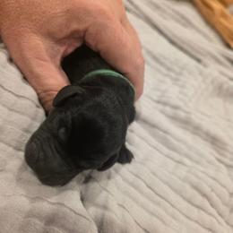 Dk green - Black male Labradoodle puppy in Commerce City, Colorado from Playful Paws Labradoodles