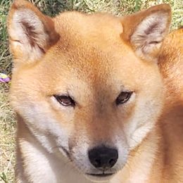 Peanut - Shiba Inu