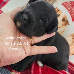 White collar Rose - Black and white female Bernedoodle puppy in Fairmount, Indiana from Capens' Doodles,Poodles and Poo's
