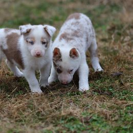 Phoebe - Red merle female Border Collie puppy in Alabama from Bar C Farms