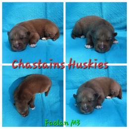 Faolan Male 3 - Red and white male Siberian Husky puppy in Hiawassee, Georgia from Chastains Huskies
