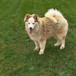Melody - Red and white female Pomsky puppy in Bucyrus, Missouri from Hill Top Pomskies