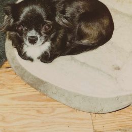 Haylee - Chihuahua