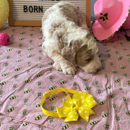 Amber (yellow collar) - Parti female Poodle puppy in Port Saint Lucie, Florida from Abbott Standard Poodles