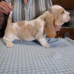 Toby - Lemon and white male Basset Hound puppy in Francesville, Indiana from Sandyhill Basset Hounds