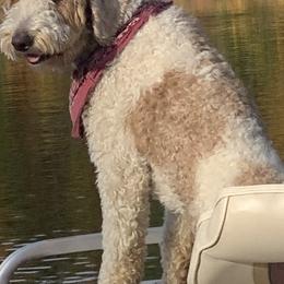 Goldendoodle Puppies from Goldhaly Peach Doodles