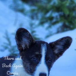 American Corgi and Cardigan Welsh Corgi Puppies from There and Back Again Corgis