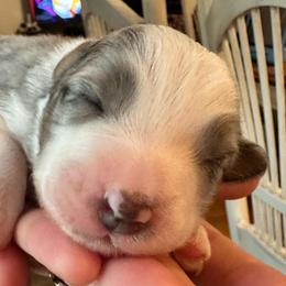 Lucky - Blue merle male Australian Shepherd puppy in Monroe, North Carolina from Meekey Family Aussies