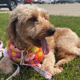 Willow - Goldendoodle