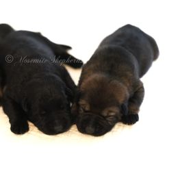 Pumpkin - Sable female German Shepherd puppy in Coarsegold, California from Yosemite Shepherds