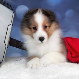 Girl 2 - Shetland Sheepdog puppy in Elk, Washington from Asgard Shetland Sheepdogs