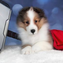 Girl 2 - Shetland Sheepdog puppy in Elk, Washington from Asgard Shetland Sheepdogs