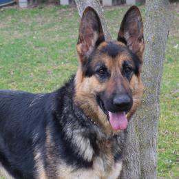 Yahtzee - German Shepherd